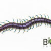 Western Rainbow Centipede (Cormocephalus hartmeyeri)