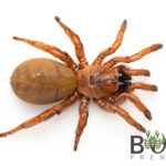 Yellow trapdoor spider (Blakistonia aurea) Williamstown green form juveniles Image