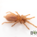 Mallee Tarantula (Selenotholus sp. Kotzman) Advanced Slings Image