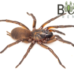 Giant Bronze Wishbone Spider (Proshermacha sp. 4) Image