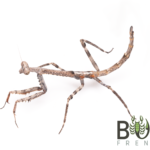 Five-spined Stick Mantis (Archimantis quinquelobata) nymphs Image