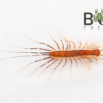 Red Mallee House Centipede Image