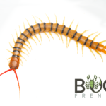 Giant mallee centipede (Scolopendra morsitans) SA mallee form adults Image