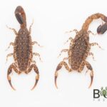 Marbled Scorpion (Lychas marmoreus) Image