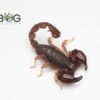 Black Rock Scorpion (Urodacus manicatus) SA Form