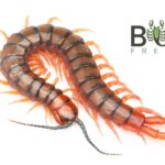 Orange-footed centipede (Cormocephalus aurantiipes)missing a terminal leg Image