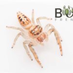 Massive Garden Jumper (Opisthoncus quadriatrus) sub adults/adult females Image