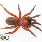 Strawberry Trapdoor Spider (Cataxia babindaensis) juvenile Image