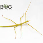 Violet-winged stick insect (Didymuria violescens) nymphs Image