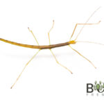 Robinson's Stick insect (Candovia robinsoni) Image