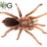 Feather-legged tarantula (Selenotypus sp. Exevale) adult females Image