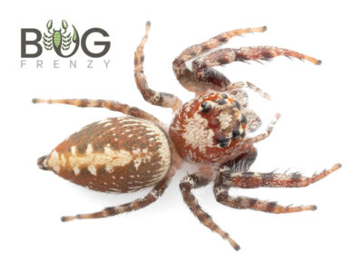 Massive Garden Jumper (Opisthoncus quadratarius) adult female