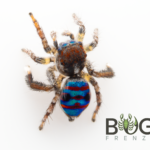 Orange-fringed Peacock Spider (Maratus speciosus) Image