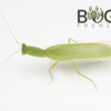 Green Garden Mantis (Orthodera ministralis) - Image 3
