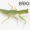 Green Garden Mantis (Orthodera ministralis)