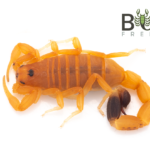 Orange rock scorpion (Lychas truncatus) Image