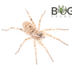 Salt lake wolf spider (Teteralycosa eyrei) Image