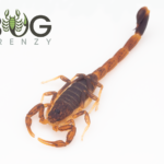 Ochre Scorpion (Lychas jonesae) SA mallee locale Image