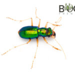 Rainbow Tiger Beetle (Psuedotetracha australis) plus optional kit Image