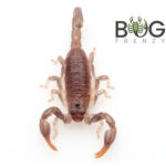 Black rock scorpion (Urodacus manicatus)Captive Bred babies Image