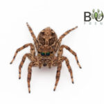 Tropical Fly-catcher (Plexippus petersi) Captive Bred Juvie Tropical Fly-catcher (Plexippus petersi) Captive Bred Juvie Image