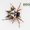Jewel spider (Austracantha minax)