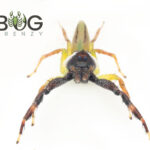 Giant green jumping spider (Mopsus mormon) males Image