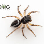 Sandstone jumping spider (Undescribed species) Image