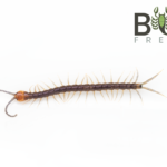 Margaret river centipede (Cormocephalus michaelseni) captive bred pedelings Image