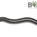 Giant Scrub Millipede (Rhinocricidae) Image