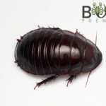 Giant Burrowing Cockroach (Macropanesthia rhinoceros) juveniles Image