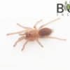 Feather-legged tarantula (Selenotypus sp. Banana)