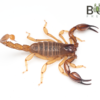 Coastal burrowing Scorpion (Urodacus novaehollandiae SA)