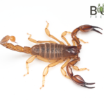 Coastal burrowing Scorpion (Urodacus novaehollandiae SA) Image