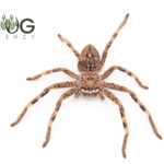 Badge huntsman spider (Neosparassus sp. Woomera 2) Captive Bred Slings Image