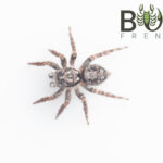 Dirty jumping spider (Salpesia squalida) Image