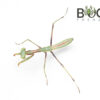False garden mantis (Pseudomantis albofimbriata) CB nymph