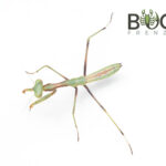 False garden mantis (Pseudomantis albofimbriata) CB nymph False garden mantis (Pseudomantis albofimbriata) CB nymph Image