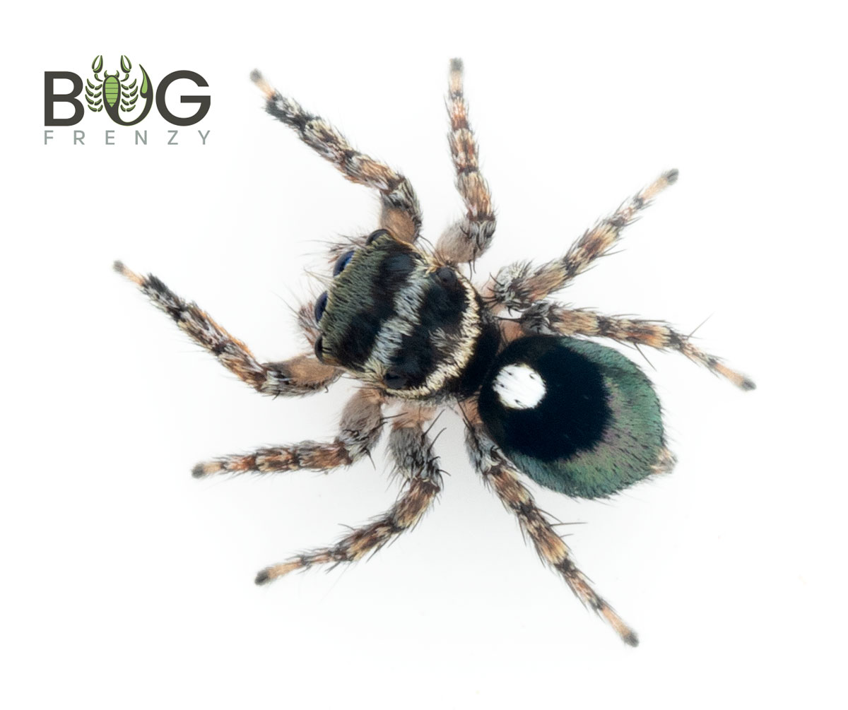 Green Jumping Spider: The Mopsus Mormon Care Guide!