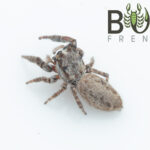 Daemel's jumping spider (Paraphilaeus daemeli) Image
