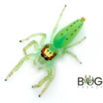 Giant green jumping spider (Mopsus mormon) Captive Bred Juvenile Image