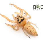 Princess Jumping spider (Opisthoncus nigrofemoratus) Female Image