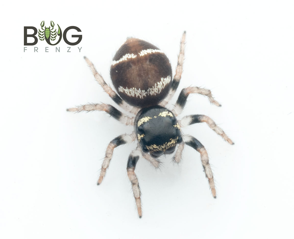 Green Jumping Spider: The Mopsus Mormon Care Guide!