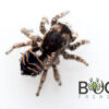 Spiky Peacock (Maratus spicatus)