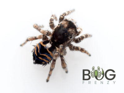 Spiky Peacock (Maratus spicatus)