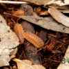 Aussie Orange Isopods (Porcellio scaber)