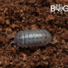 Pillbugs (Armadillidium vulgare)