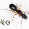 Western Sugar Ant Queen - Camponotus sp