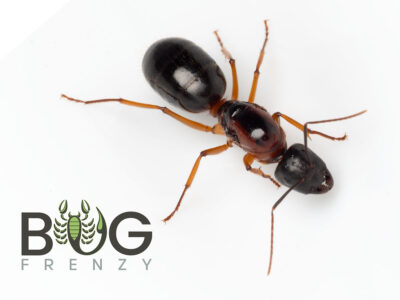 Western Sugar Ant Queen - Camponotus sp