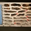 Queen of Ants 'Royale' Acrylic Ant Nest Formicarium- Large - Image 3